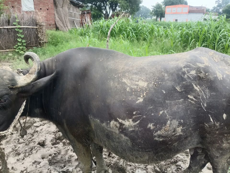 Surti Buffalo S0396 in  UTTAR PRADESH