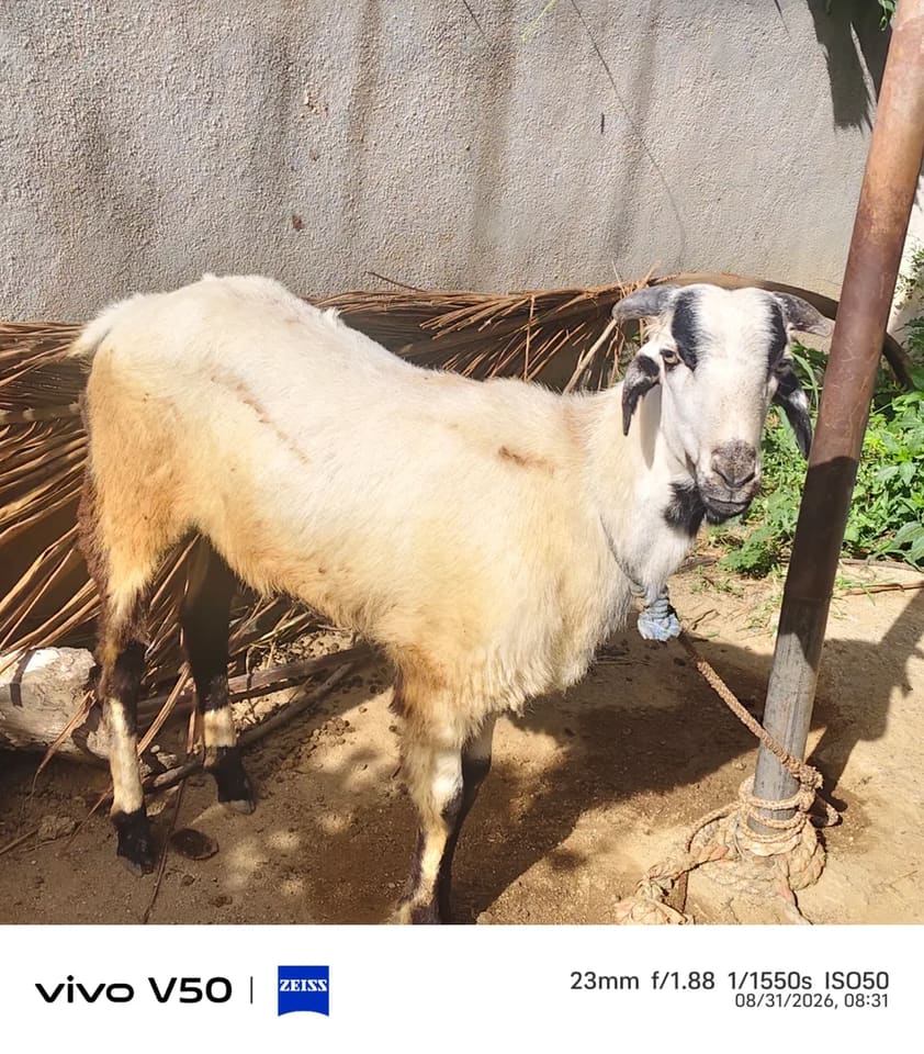 Bannur Sheep in  ANDHRA PRADESH
