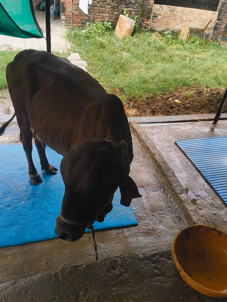 Gir Cow in  UTTAR PRADESH