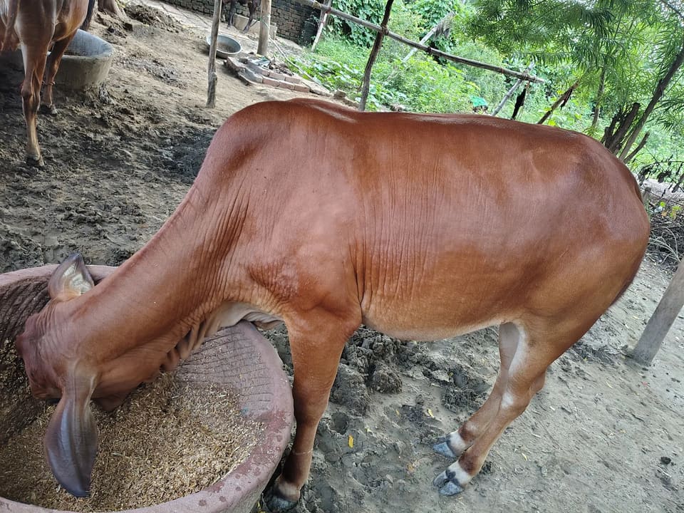 Sahiwal Cow in  UTTAR PRADESH