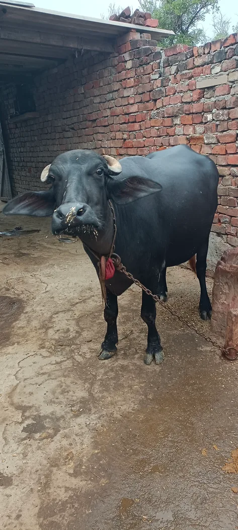 Others Buffalo in  RAJASTHAN