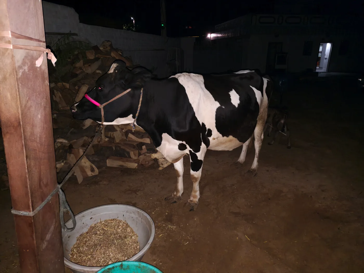 HF Cow in  RAJASTHAN