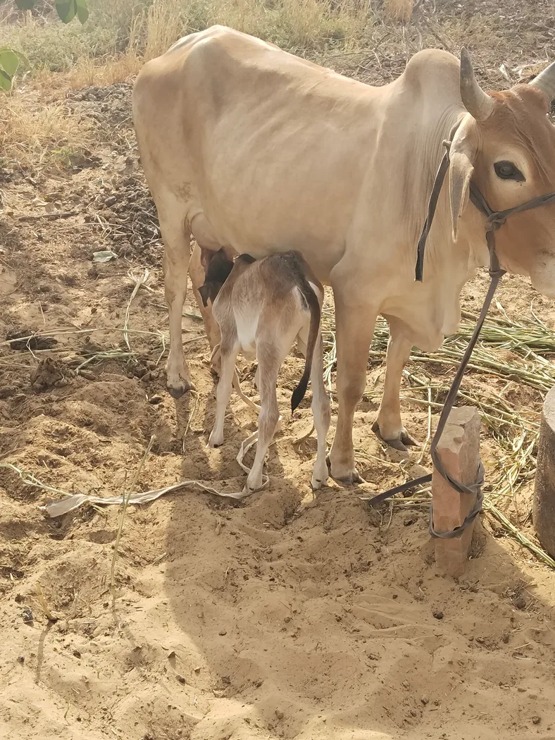 Others Cow in  RAJASTHAN