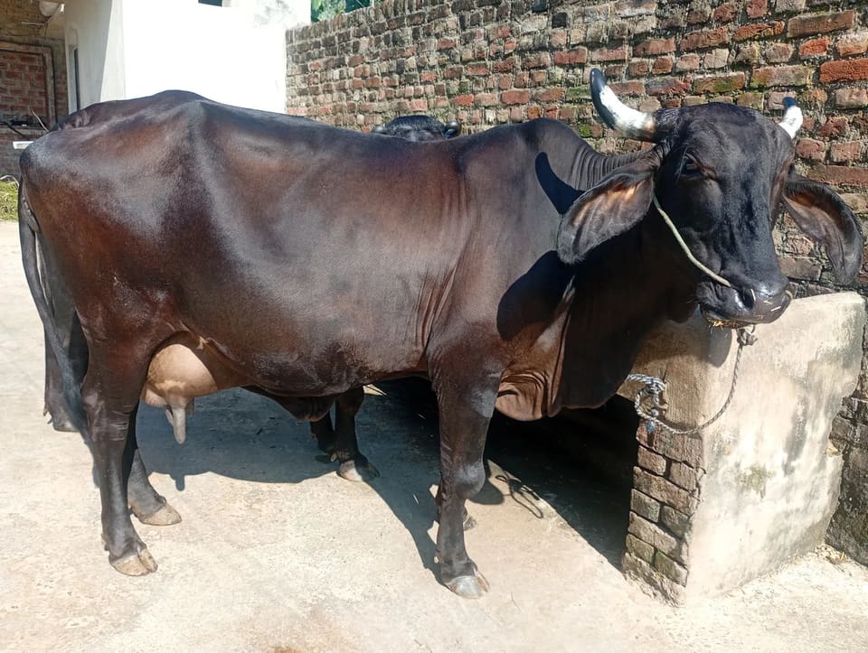 अमेरिकन Cow O0588 in  UTTAR PRADESH