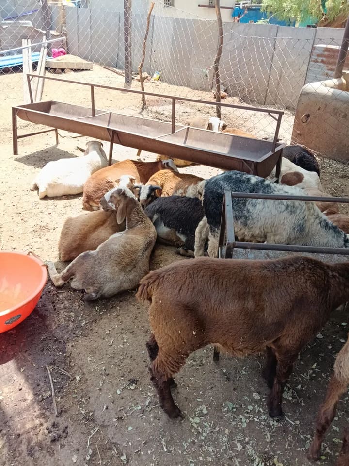 Deccani Sheep D0197 in  ANDHRA PRADESH