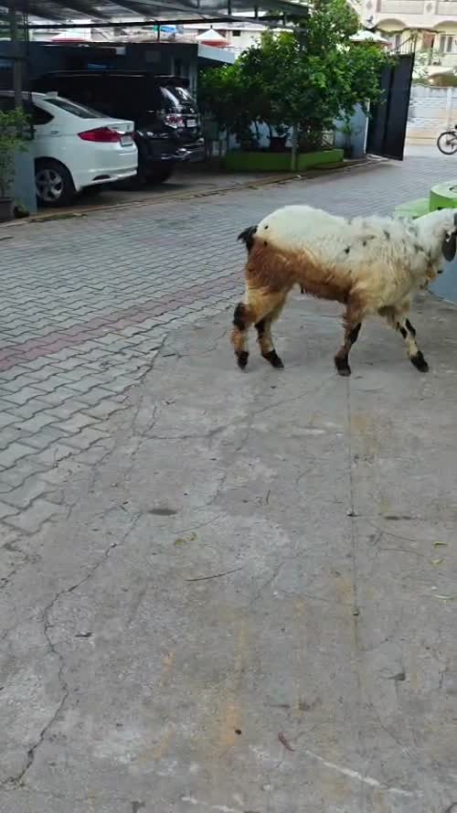 NARI Suwarna Sheep N0163 in  KARNATAKA