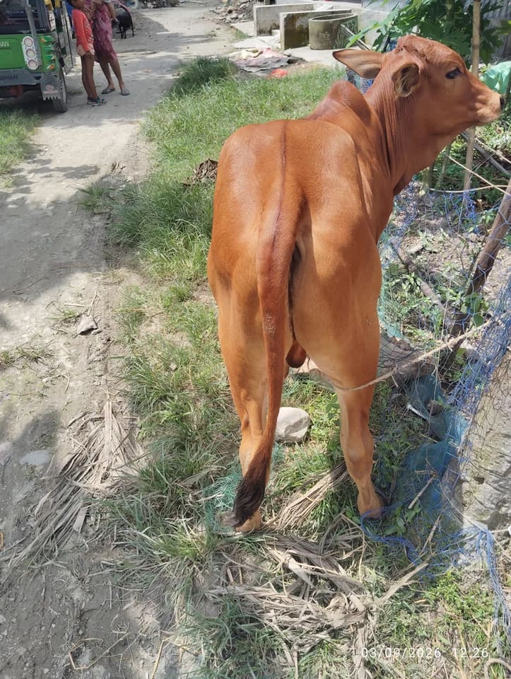 Others Cow in  WEST BENGAL