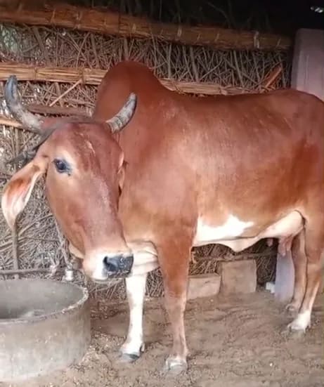 Sahiwal Cow S1945 in RAJASTHAN
