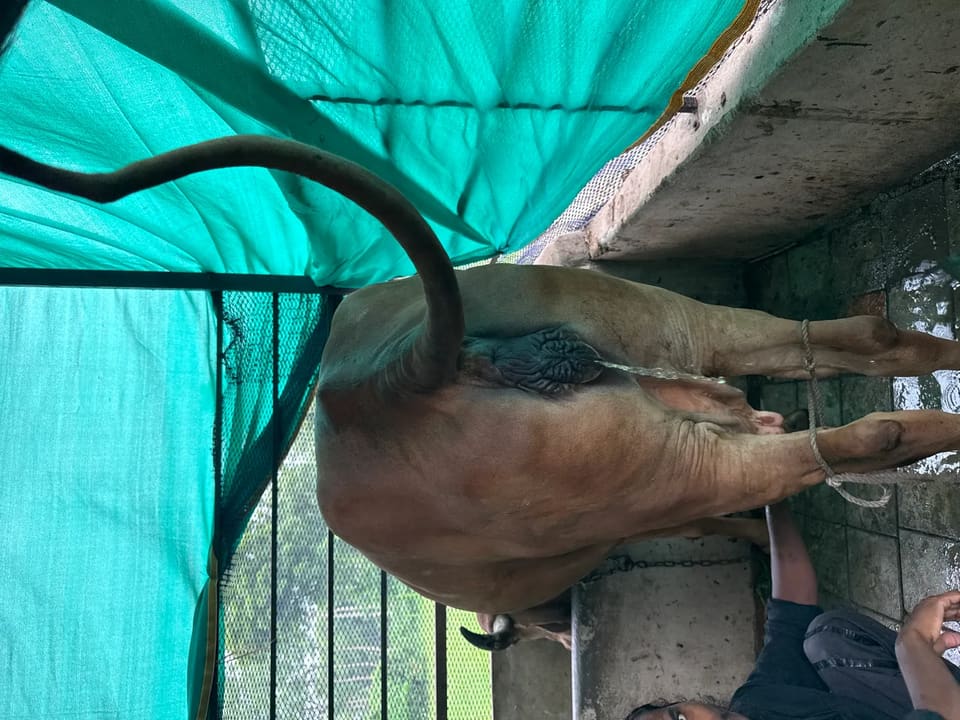 Gir Cow in  GUJARAT