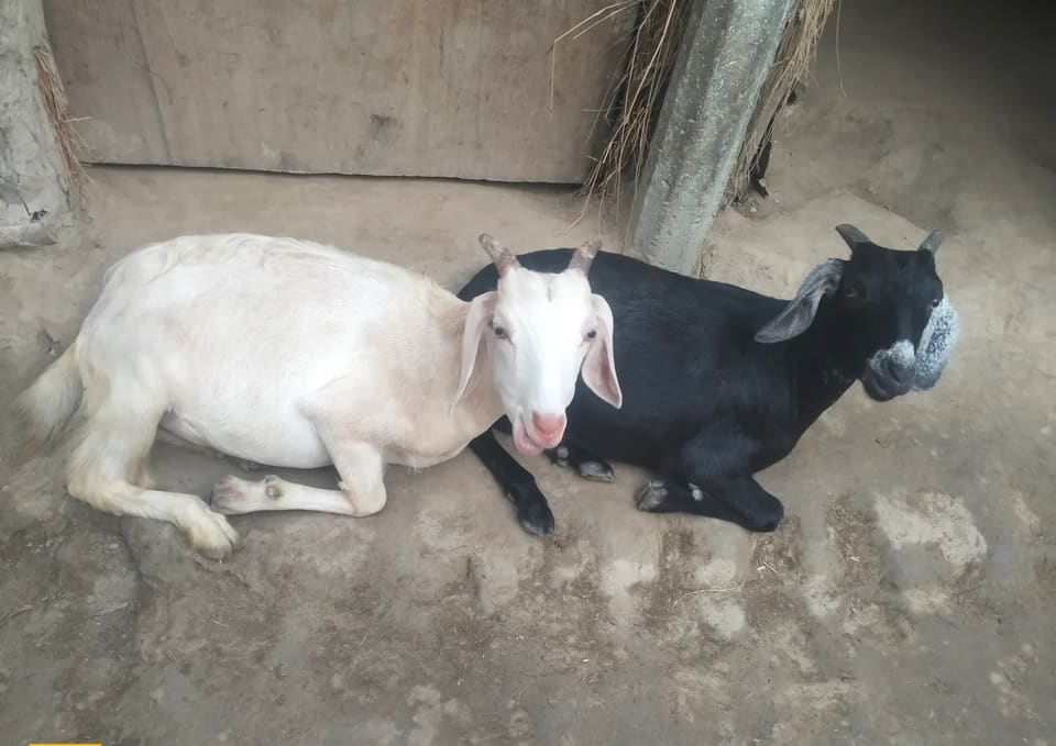 Barbari Goat B0523 in  BIHAR