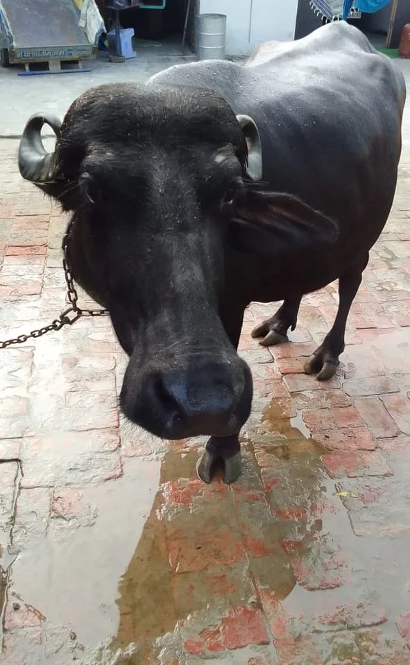 Others Buffalo in  PUNJAB