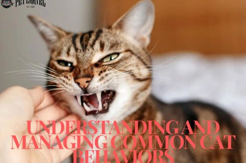 Understanding and Managing Common Cat Behaviors