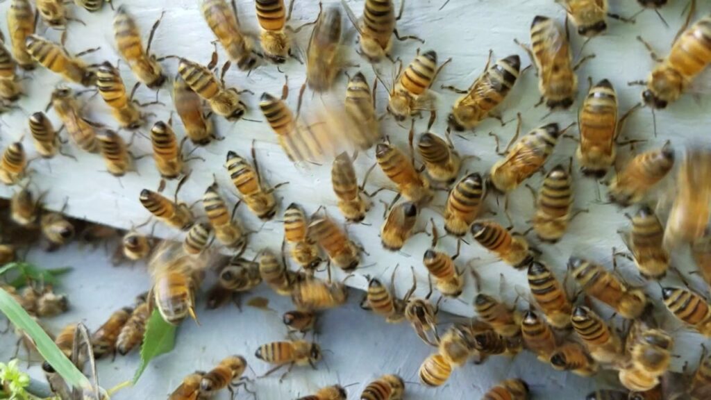 Why Bees Are Essential to Gardens but Avoid Indoors