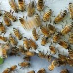 Why Bees Are Essential to Gardens but Avoid Indoors