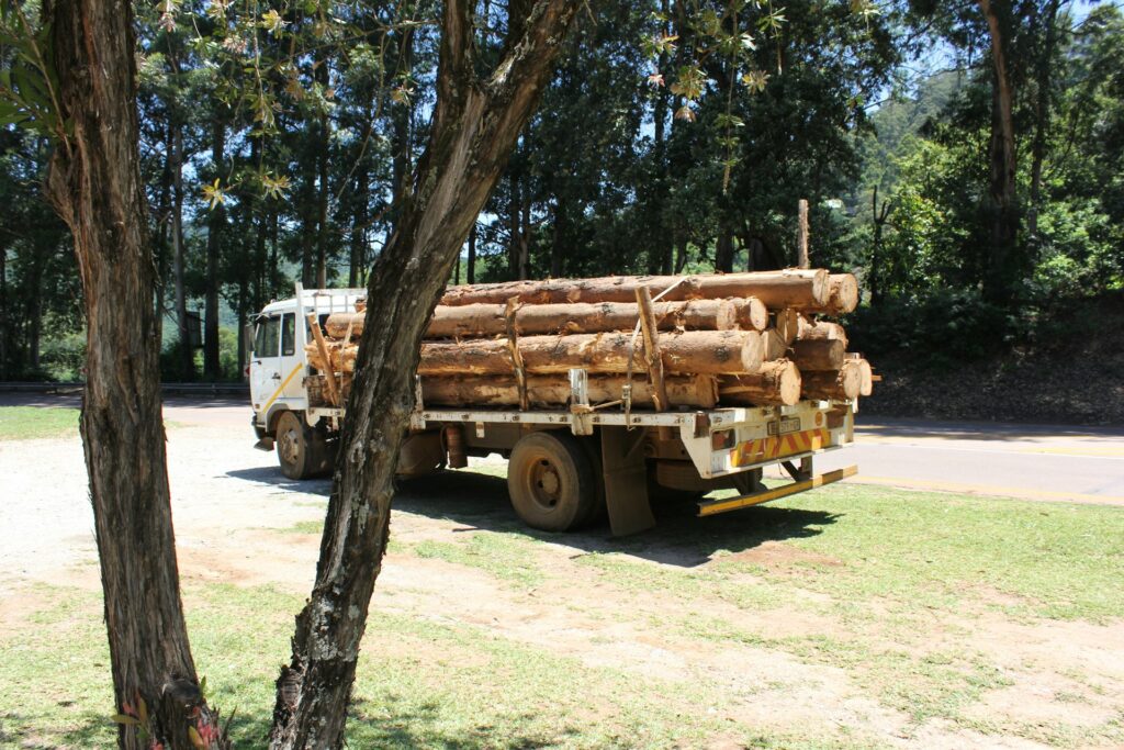 Professional Tree Removal Services: Ensuring Safety, Beauty, and Value for Your Property