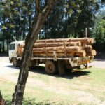 Professional Tree Removal Services: Ensuring Safety, Beauty, and Value for Your Property