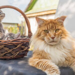 Top Places in the USA to Find a Healthy Kitten Maine Coon for Sale in 2025