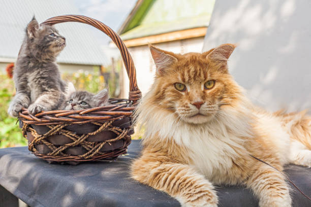 Top Places in the USA to Find a Healthy Kitten Maine Coon for Sale in 2025