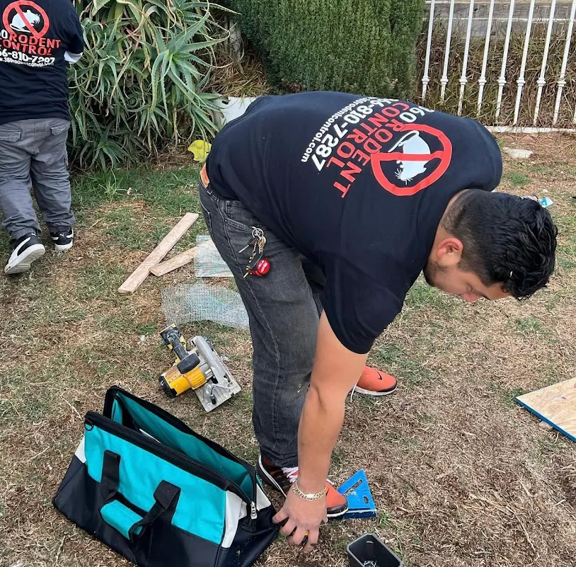 Rodent Control Los Angeles Options for Businesses and Commercial Spaces