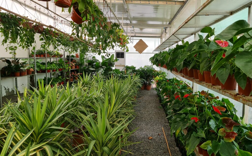 Indoor Plants Dubai: Fresh, Stylish & Affordable Greenery for Your Space