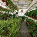 Indoor Plants Dubai: Fresh, Stylish & Affordable Greenery for Your Space