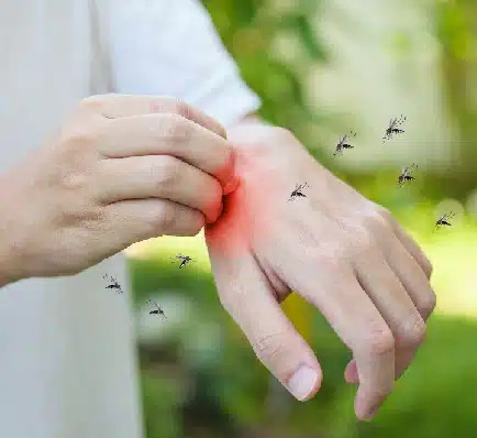 Mosquitoes Control Trusted Easy Fix for a Peaceful Home