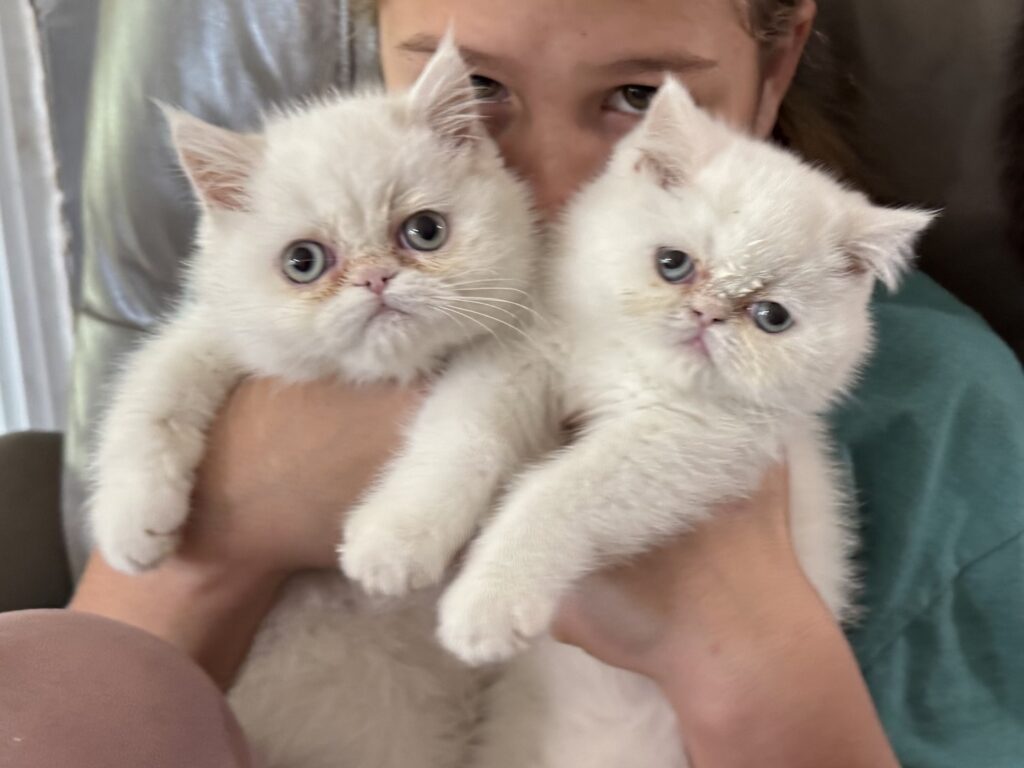 How Cats Sense Emotions: The Feline Sixth Sense