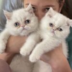 How Cats Sense Emotions: The Feline Sixth Sense