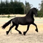 Galloping Minds: The Hidden Intelligence of Horses