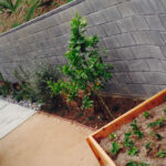 Expert Tips for Modern Landscape Design in Los Angeles