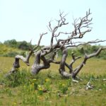 How to Spot a Diseased Tree: Signs and Solutions