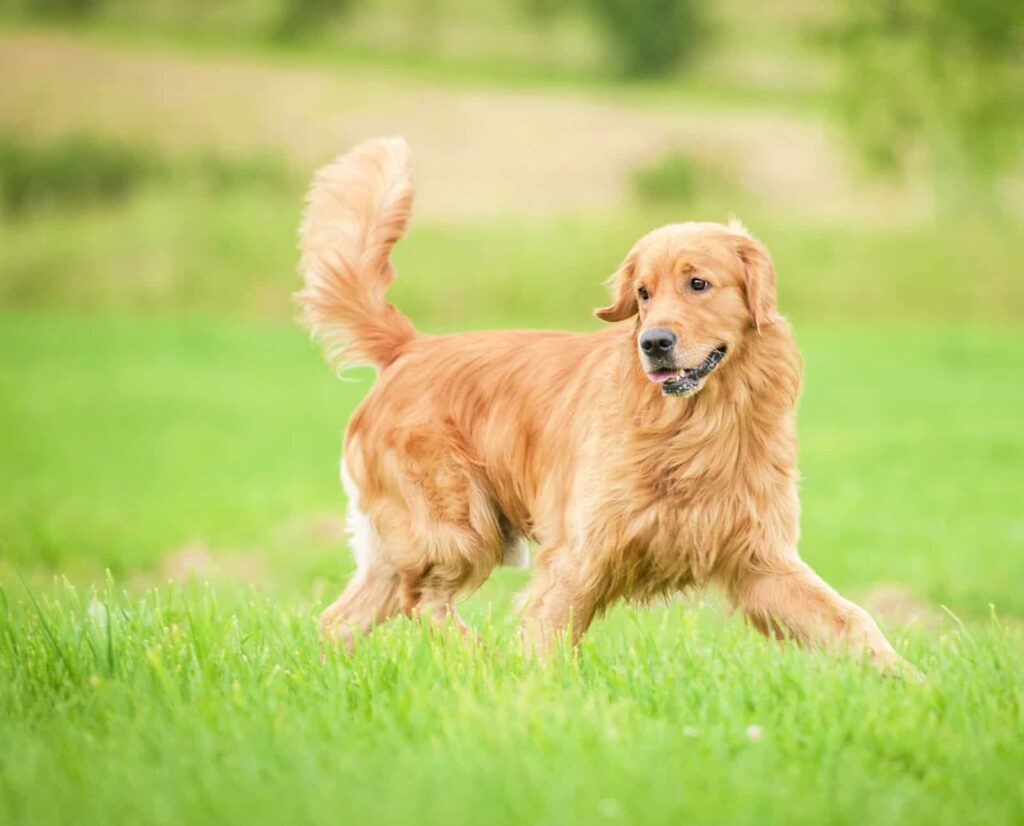 Which Social Steps Build A Confident Golden Retriever?