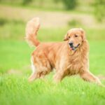 Which Social Steps Build A Confident Golden Retriever?