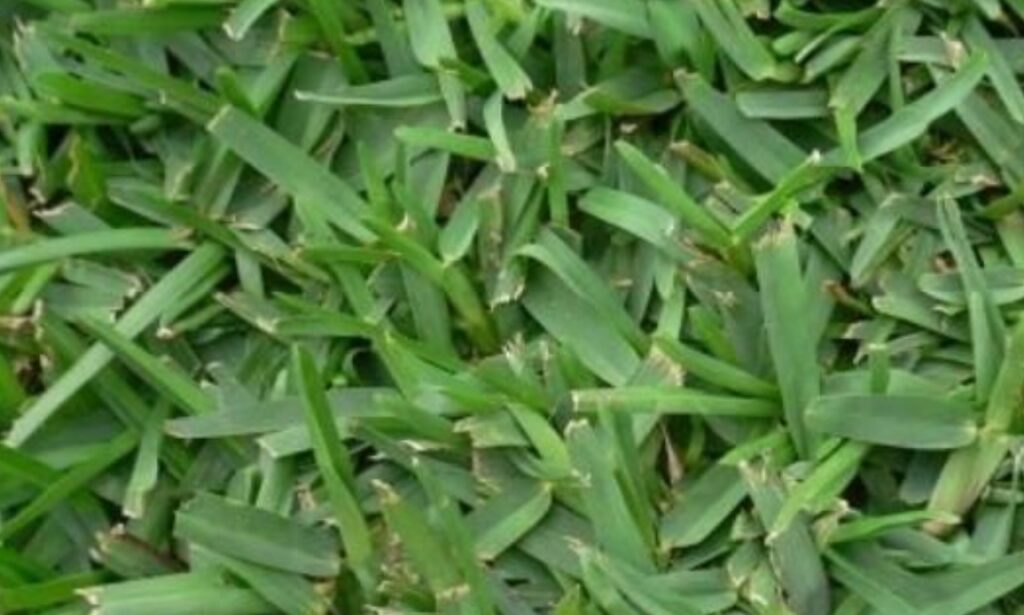 The Best Plants and Grass Types for Brisbane’s Climate