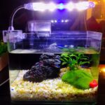 Fish Tank Light: Creating a Healthier and More Beautiful Aquarium