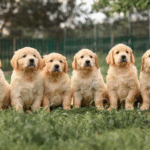 How Do Golden Retriever Puppies Adjust To New Homes?