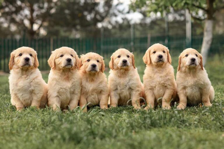How Do Golden Retriever Puppies Adjust To New Homes?