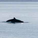 What Can You Expect from Dolphin Watching Tours Service?