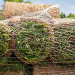 How Lawn Renovation and Mulching Revives Tired Yards?