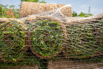 How Lawn Renovation and Mulching Revives Tired Yards?
