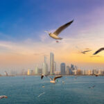 Bird Spikes in Dubai – Keep Your Property Pigeon-Free