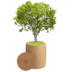 Materials Used in a Biodegradable Urn for Human Ashes