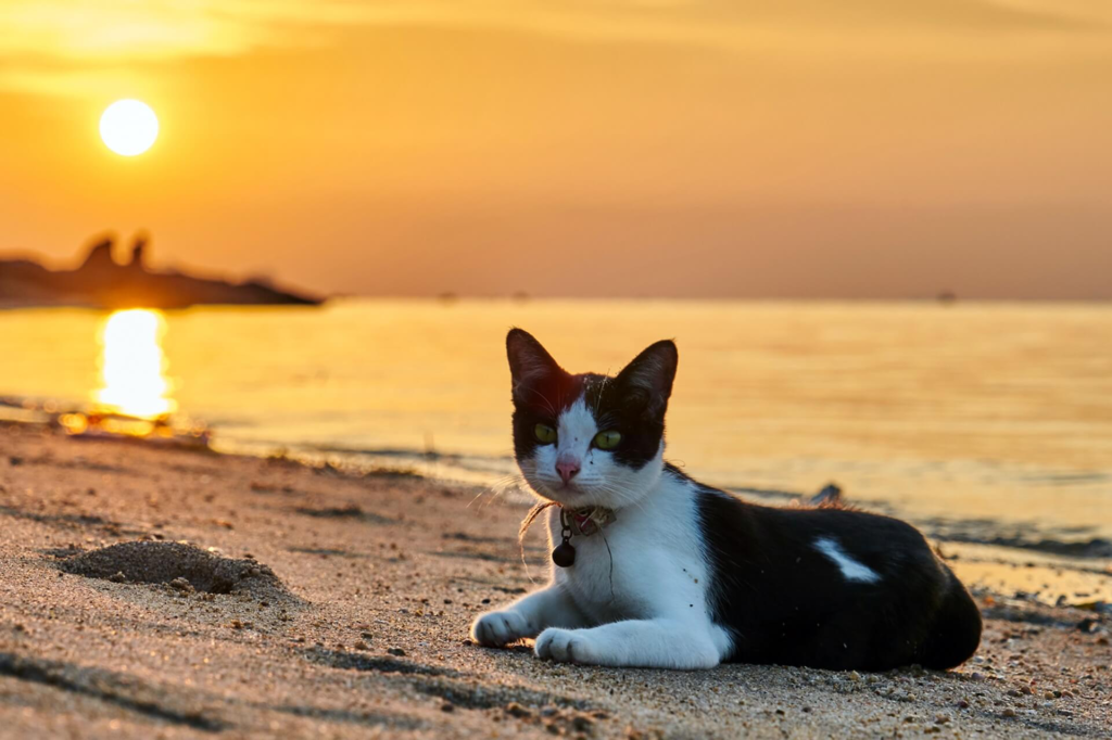 What Benefits Do Calm-Focused Care Bring To Pet Health?