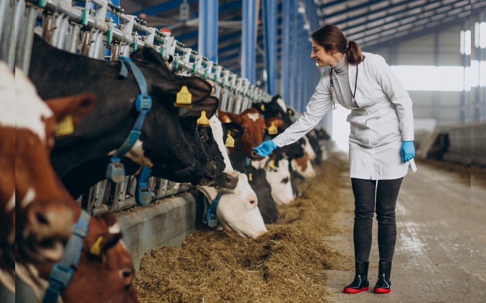 ERP as Infrastructure for Scale and Compliance in Dairy Manufacturing
