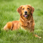 What Toys Are Safest And Most Fun For Golden Retrievers?