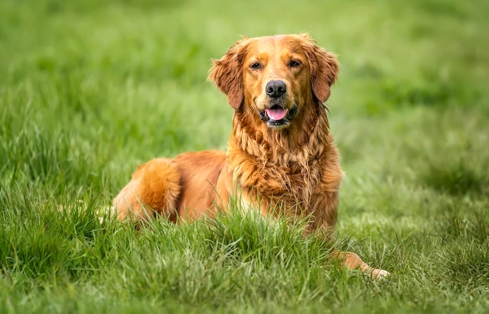 What Toys Are Safest And Most Fun For Golden Retrievers?