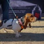 Dog Trainer Manatee County Professional Guidance for Well-Behaved Confident Dogs