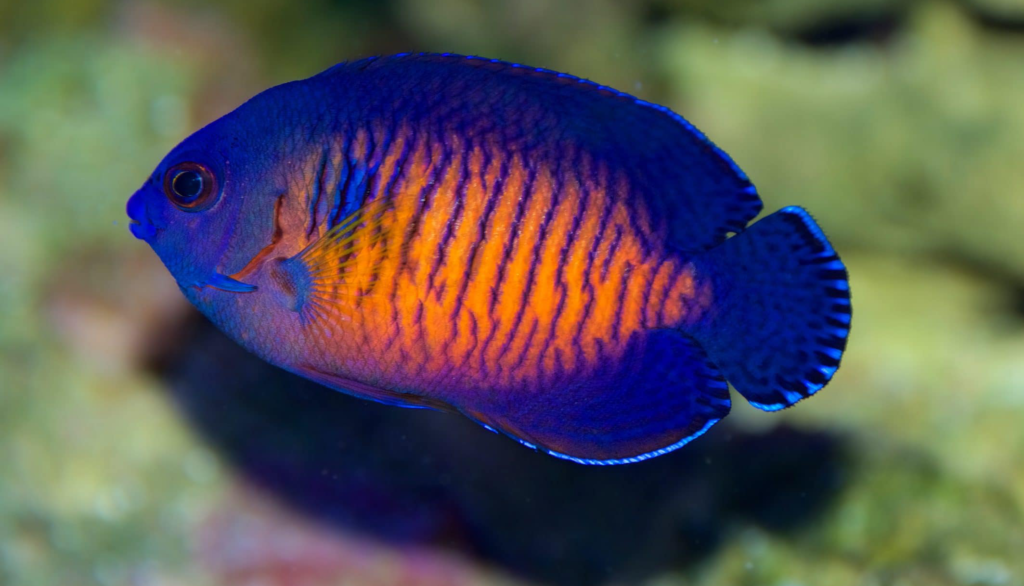 What Is The Best Tank Setup For A Healthy Angelfish?