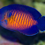 What Is The Best Tank Setup For A Healthy Angelfish?