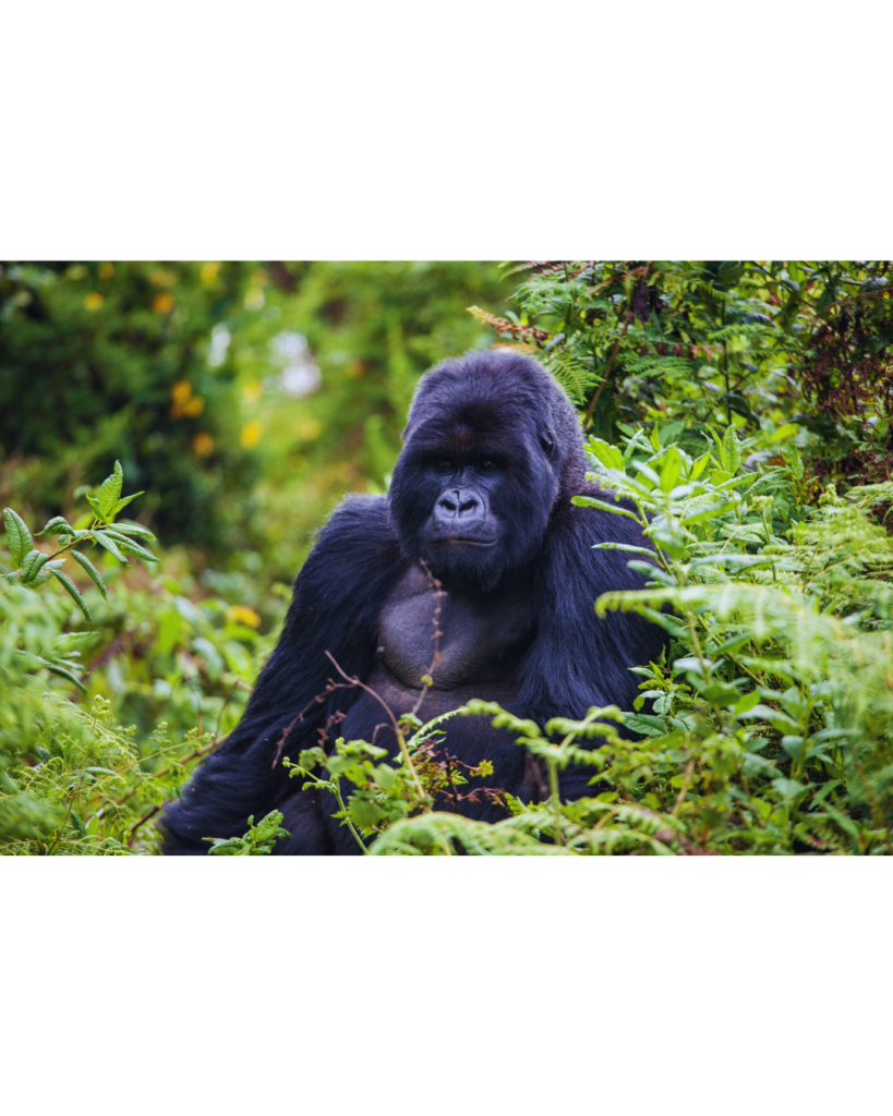 Gorilla Trekking Rwanda | Luxury & Budget Safaris